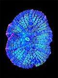 WYSIWYG FRANKENSTEIN MUSHROOM