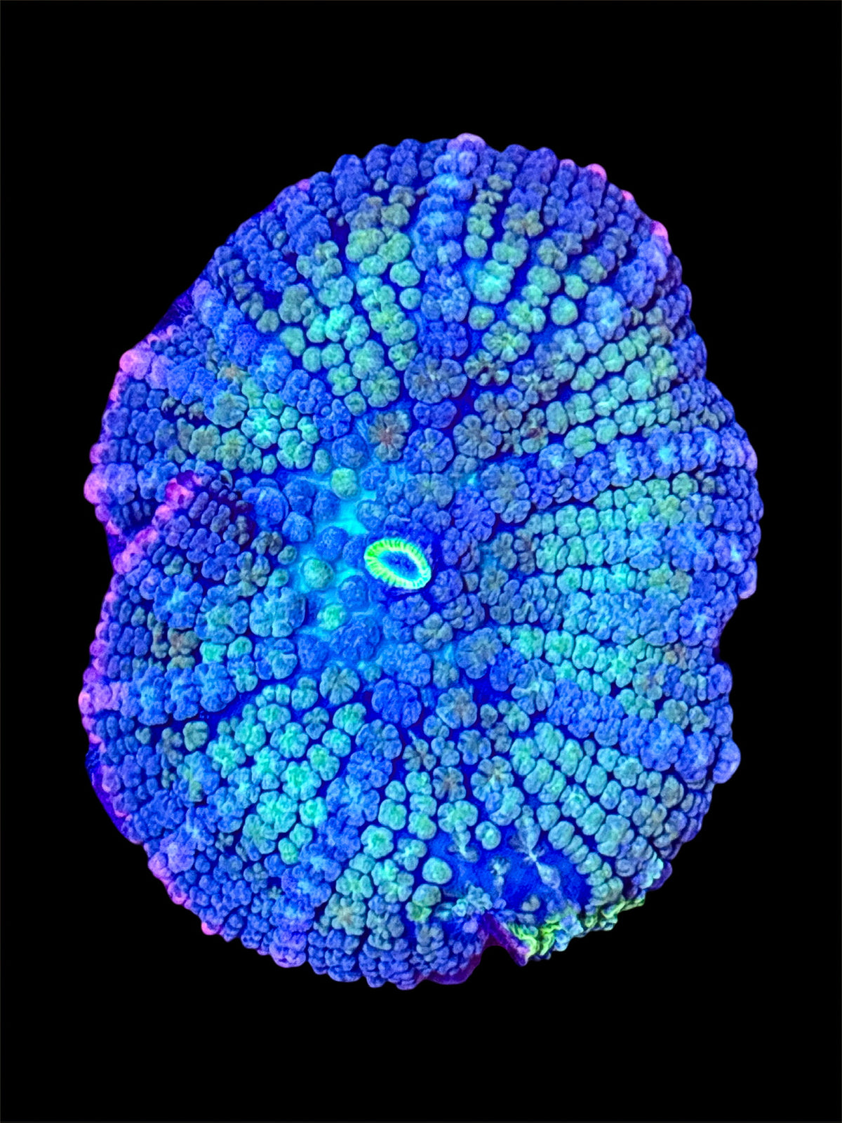 WYSIWYG FRANKENSTEIN MUSHROOM