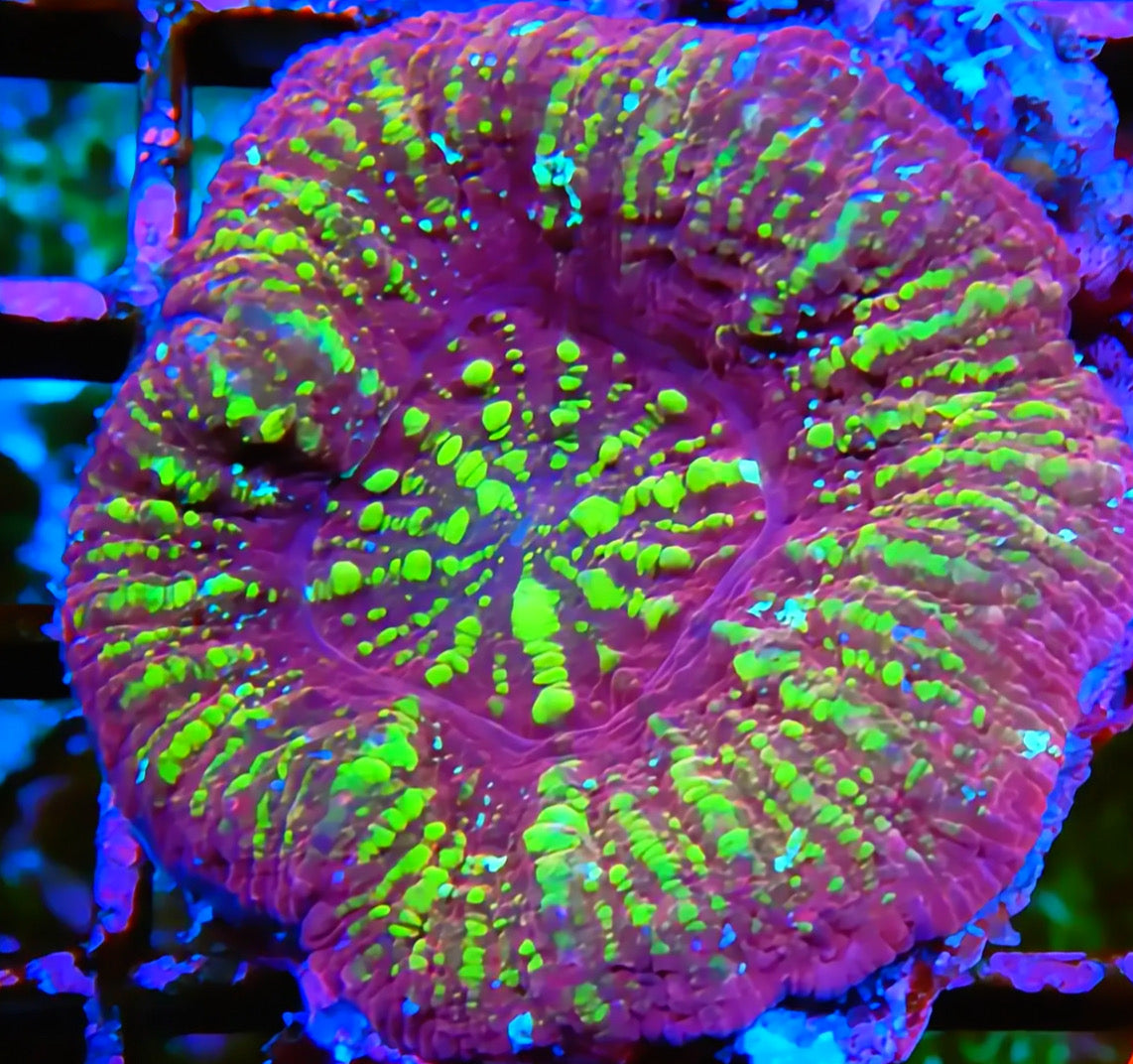 WYSIWYG ASIAN URANIUM SCOLY