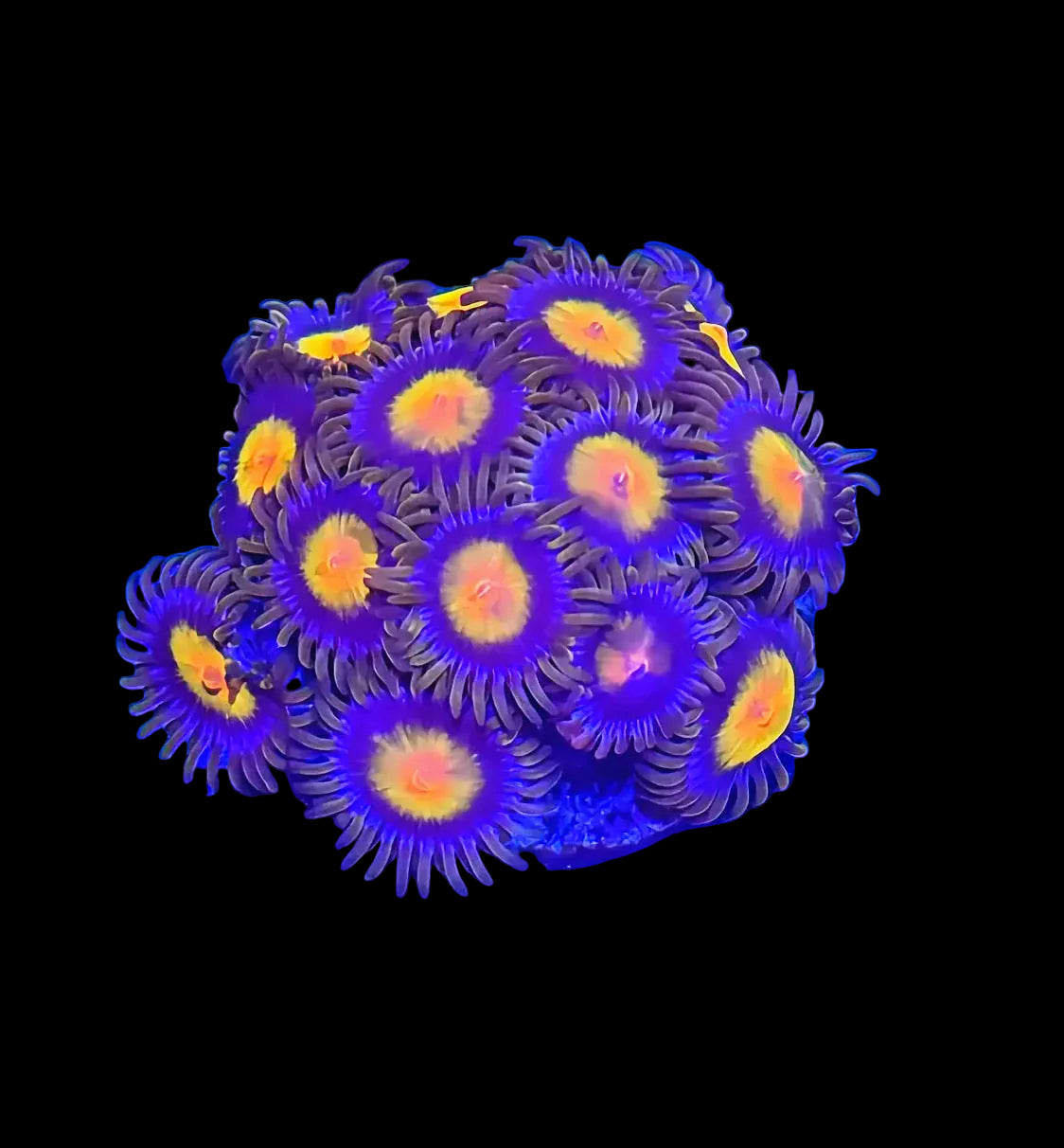 KING MIDAS ZOAS