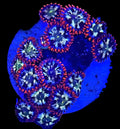 FIRESTORM ZOAS