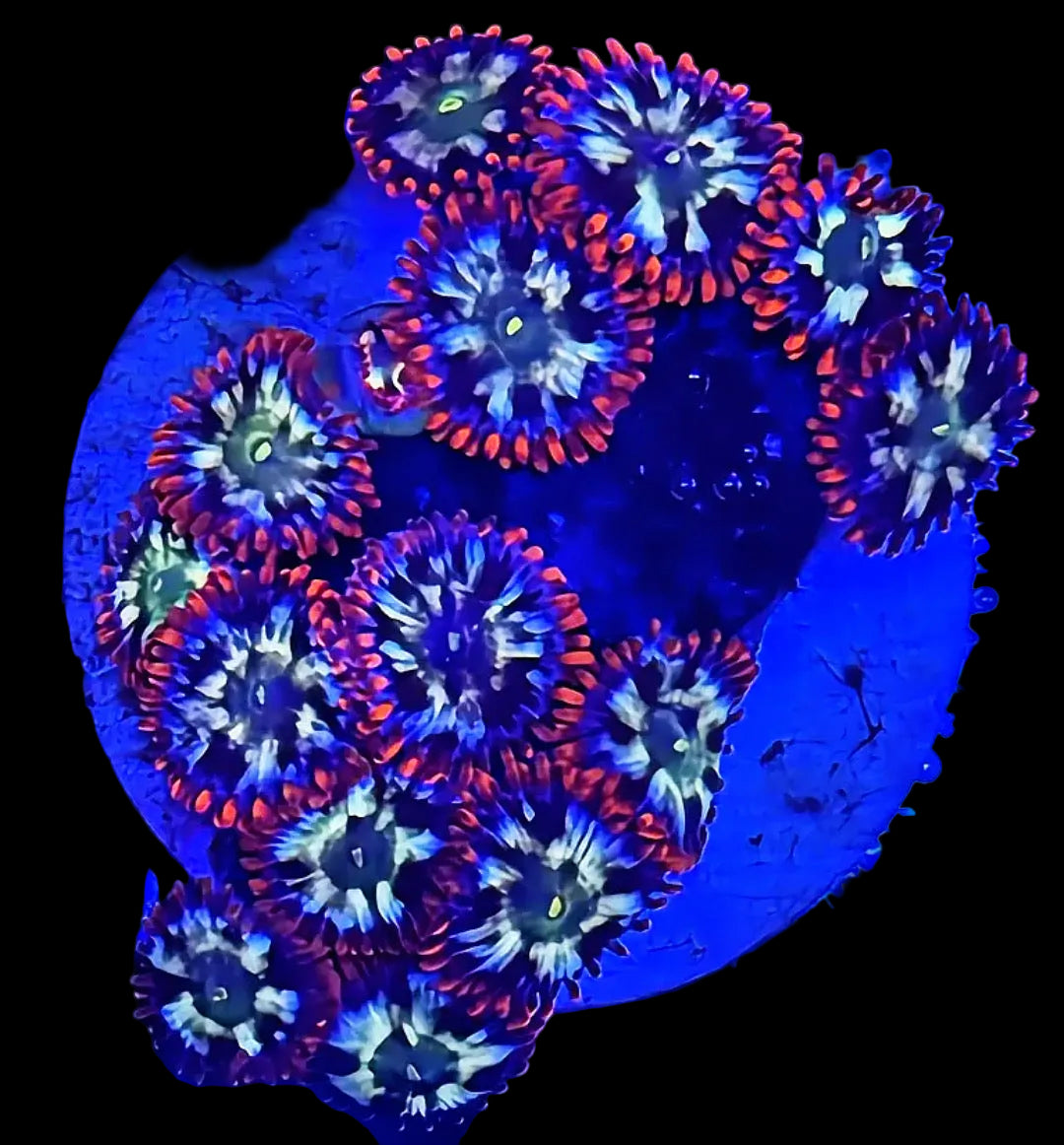 FIRESTORM ZOAS