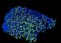 GREEN STAR POLYPS
