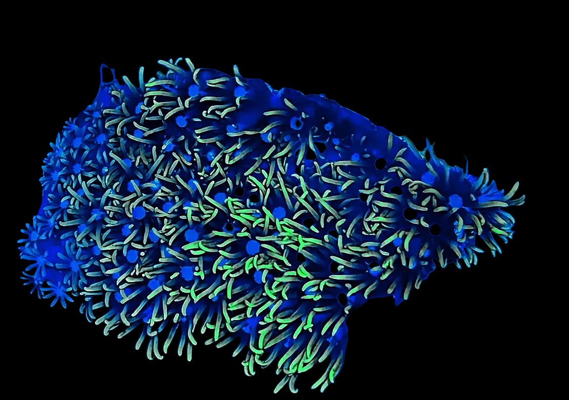 GREEN STAR POLYPS