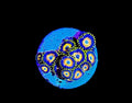 SCRAMBLED EGG ZOAS